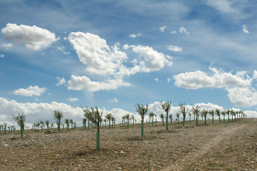 Image showing Yang olive trees in a row