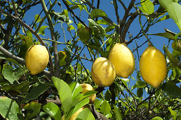 Image showing Lemon fruits on branch