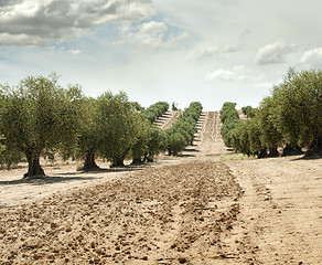 Image showing Olive trees