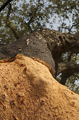 Image showing A corkwood tree