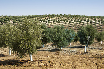 Image showing Young olive trees