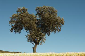 Image showing Acorns trees