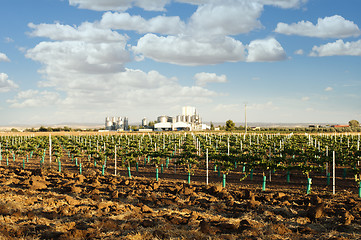 Image showing Young vineyards and wine fabric