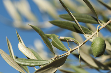 Image showing Olives on a branch