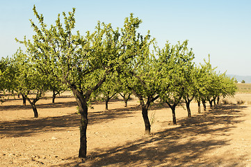 Image showing Almond plantation trees