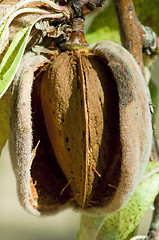 Image showing Nearly ripe almonds