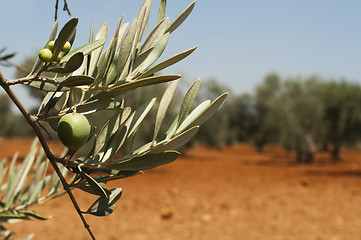 Image showing Olive plantation and olives on branch