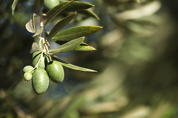 Image showing Olives on a branch