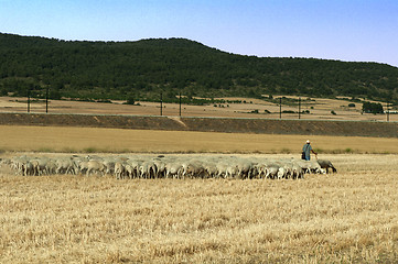 Image showing Herd of sheep