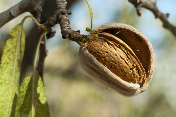 Image showing Nearly ripe almonds