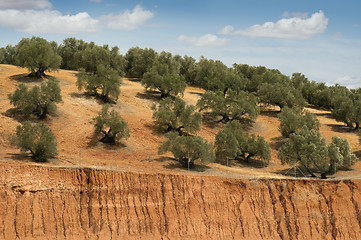 Image showing Olive plantation