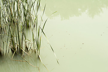 Image showing Cane in River