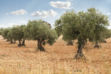 Image showing Olive trees