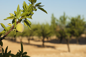 Image showing Almond fruit on the branch