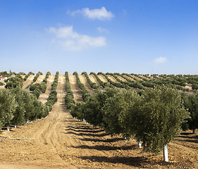 Image showing Young olive trees