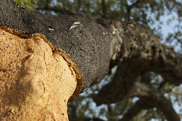 Image showing A corkwood tree