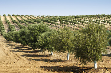 Image showing Young olive trees