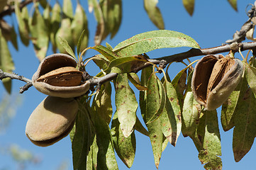 Image showing Nearly ripe almonds