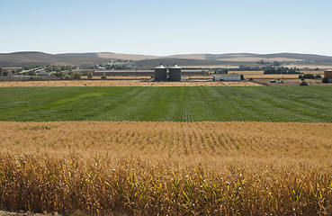 Image showing Corn plantation and processing plant factory