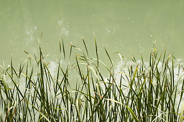 Image showing Cane in River