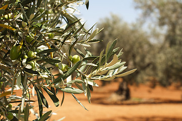 Image showing Olive plantation and olives on branch