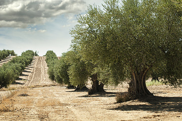 Image showing Olive trees