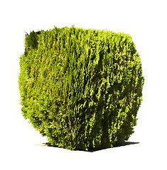 Image showing Green garden shrub