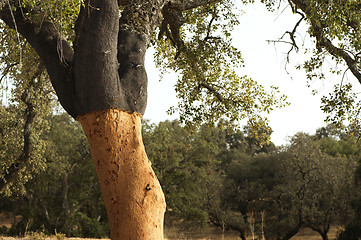 Image showing A corkwood tree