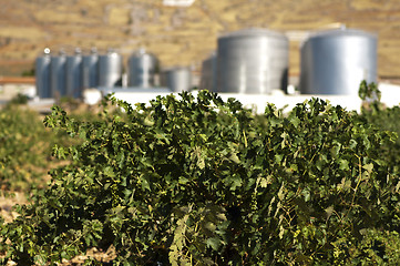 Image showing Vineyards and winery factory