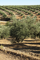 Image showing Olive trees