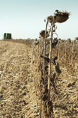 Image showing Harvester reaps sunflowers