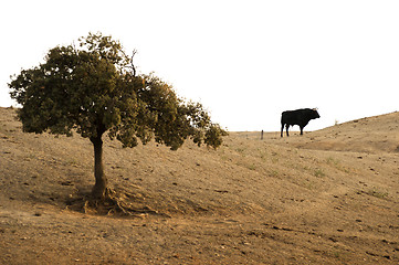 Image showing Black bull on a farm