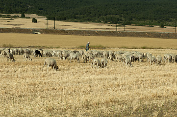 Image showing Herd of sheep