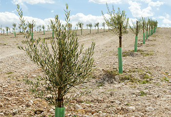 Image showing Yang olive trees in a row