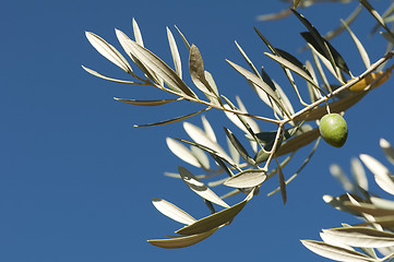 Image showing Olives on a branch