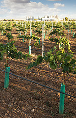 Image showing Young vineyards and wine fabric