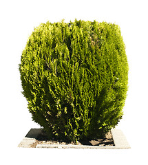 Image showing Green garden shrub