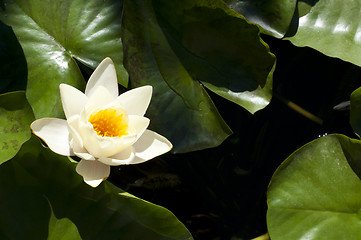 Image showing Water lily flower