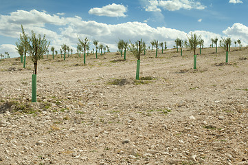 Image showing Yang olive trees in a row