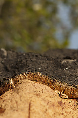 Image showing A corkwood tree