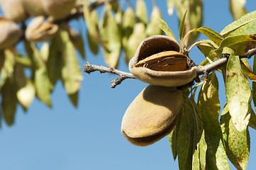 Image showing Nearly ripe almonds