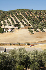 Image showing Olive trees in plantation