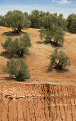 Image showing Olive plantation