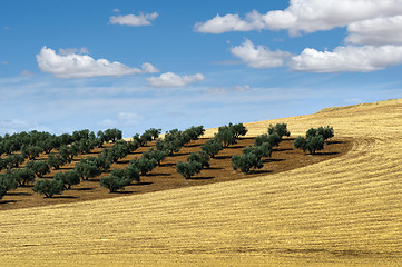 Image showing Olive trees