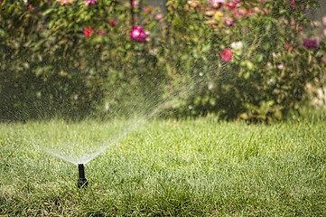 Image showing Watering the garden