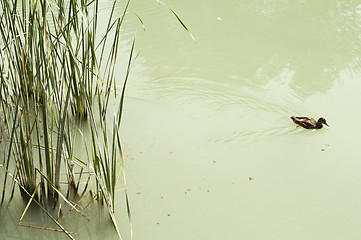 Image showing Cane in River and wild ducks