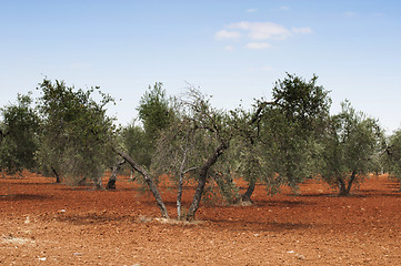 Image showing Olive trees in plantation