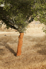 Image showing A corkwood tree