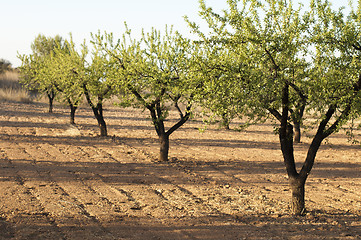 Image showing Almond plantation trees