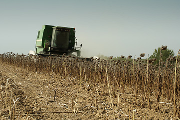 Image showing Harvester reaps sunflowers